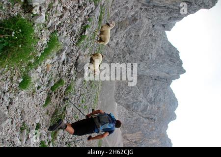 dammkar,giovane uomo in un quattro-auto con pecore di montagna, atmosferico, cielo serale, europa, germania, baviera, alta baviera, valle isar, werdenfelser terra Foto Stock