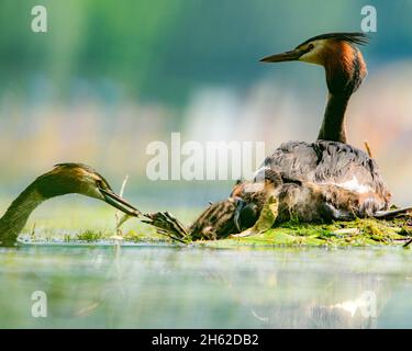 ottima coppia di verdure cricate con alimentazione della prole Foto Stock