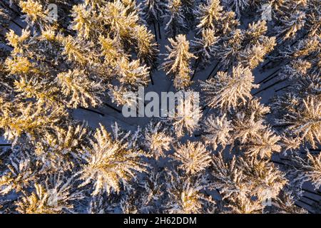 germania,turingia,ilmenau,gehren,foresta,vista aerea,vista dall'alto Foto Stock