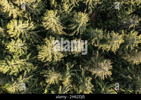 germania,turingia,ilmenau,gehren,foresta,vista aerea,vista dall'alto Foto Stock