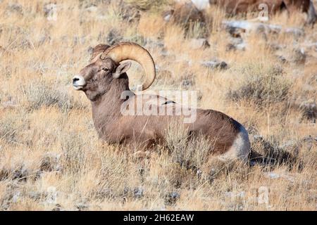 Rocky Mountain Bighorn Sheep RAM (Ovis canadensis) in erba nel Grand Teton National Park, Wyoming Foto Stock