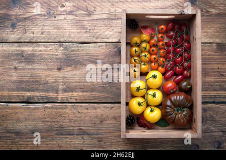 Scatola di pomodori freschi raccolti patrimonio, tra cui Heirlom e Bearance Foto Stock
