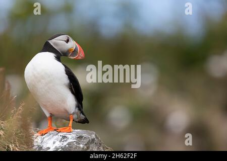 ritratto di un puffin. Foto Stock
