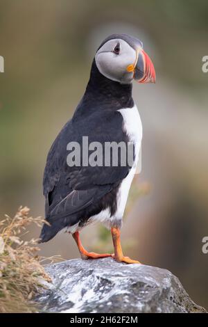 ritratto di un puffin. Foto Stock