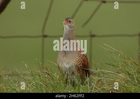 Il granoturco, una specie di allevamento primaverile/estivo nel nord della Scozia e nelle isole. La loro chiamata è inconfondibile, come una cifra che corre lungo un co Foto Stock