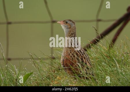 Il granoturco, una specie di allevamento primaverile/estivo nel nord della Scozia e nelle isole. La loro chiamata è inconfondibile, come una cifra che corre lungo un co Foto Stock