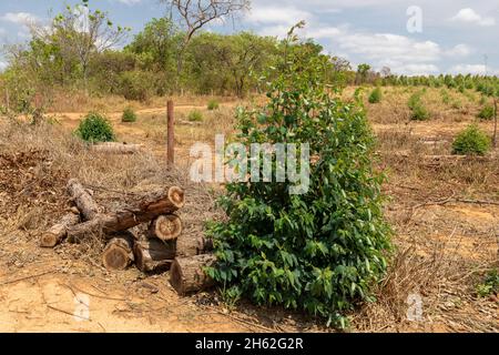 Piantagione di eucalipto all'interno del Brasile in una giornata di sole Foto Stock