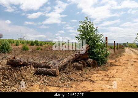 Piantagione di eucalipto all'interno del Brasile in una giornata di sole Foto Stock