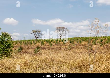 Piantagione di eucalipto all'interno del Brasile in una giornata di sole Foto Stock