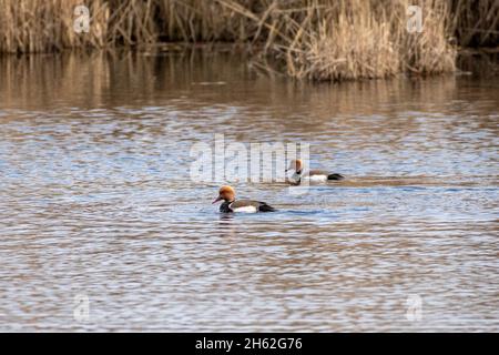 anatre crestate rosse (netta rufina) Foto Stock