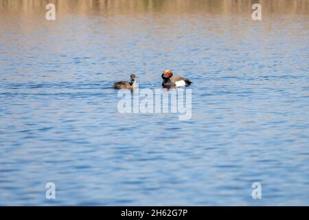 anatre crestate rosse (netta rufina) Foto Stock