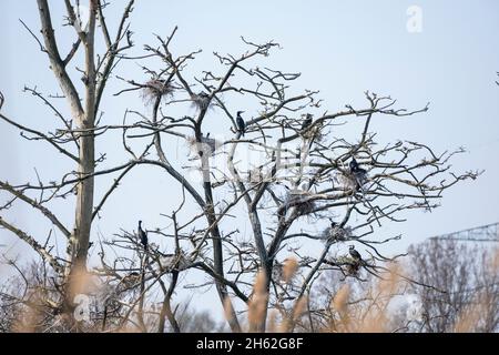 cormorani (phalacrocorax carbo) una specie di uccello della famiglia dei cormorani (phalacrocoracidae), colonia nelle pianure del wagbach. Foto Stock