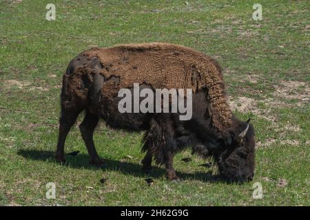 Un bisonte solato che pascola in un campo erboso Foto Stock