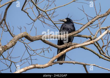 raven, corvidae (corvidae) Foto Stock