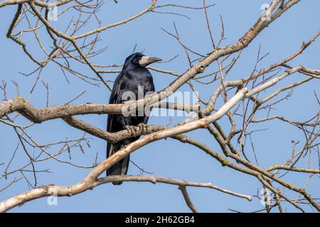 raven, corvidae (corvidae) Foto Stock