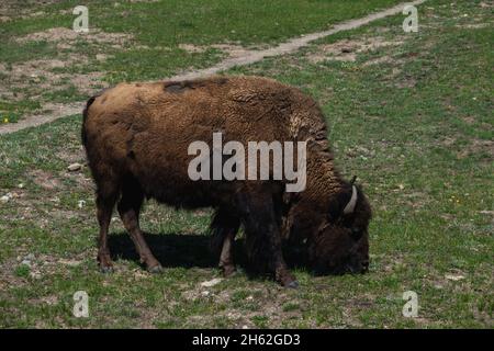 Un bisonte solato che pascola in un campo erboso Foto Stock