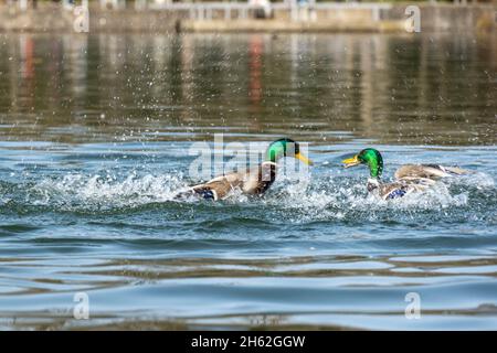 i mallards (platyrhynchos anas), i drakes si combattono a vicenda. Foto Stock