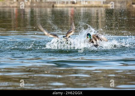 i mallards (platyrhynchos anas), i drakes si combattono a vicenda. Foto Stock