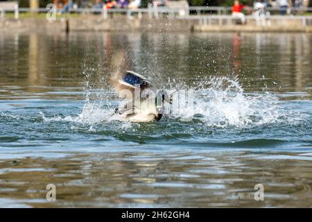 i mallards (platyrhynchos anas), i drakes si combattono a vicenda. Foto Stock