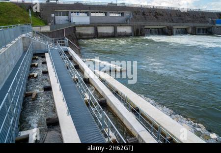 scala di pesce per l'escursione delle uova sul lech a nord di landsberg am lech Foto Stock