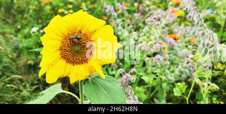 ape su girasole (helianthus annuus) nel giardino Foto Stock