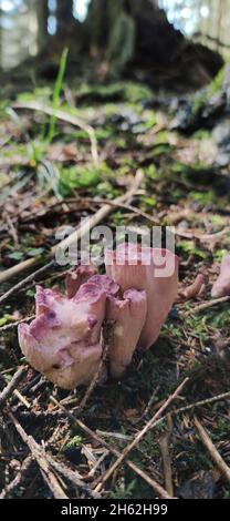 il chanterelle raggruppato, gomphus clavatus, un eccellente fungo commestibile in zone montane con suoli calcarei Foto Stock