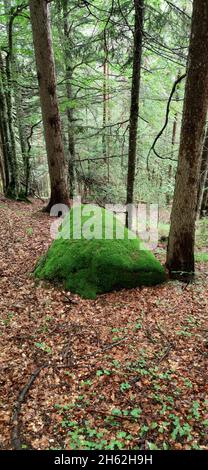 il muschio copre un enorme masso nella foresta mista Foto Stock