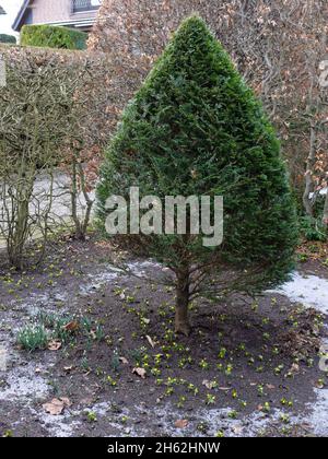 winterlings (eranthis hyemalis) sotto thuja, nel mese di gennaio Foto Stock