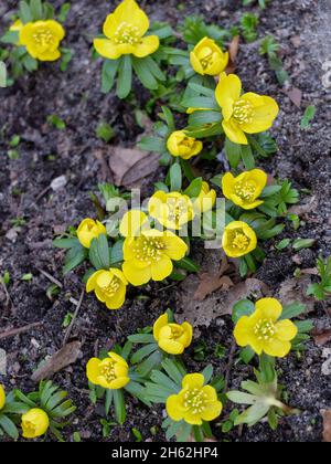 inverno (eranthis iemalis) in fiore Foto Stock