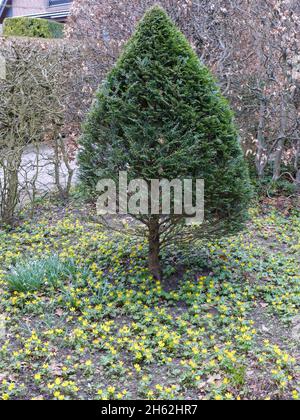 winterling (eranthis hyemalis) tra thuja, in gennaio, una settimana dopo Foto Stock