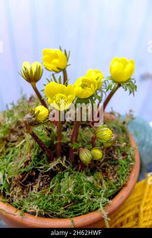 winterlings (eranthis hyemalis) in un pot, coperto di muschio Foto Stock