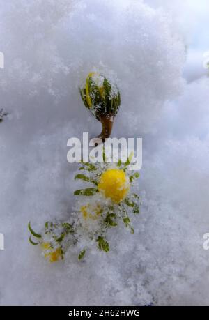 svernamenti (eranthis iemalis) nella neve Foto Stock