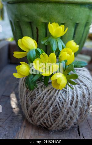 winterlings (eranthis hyemalis), decorativo in una sfera di lana come un vaso Foto Stock