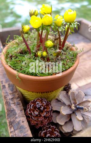 winterling (eranthis hyemalis) in una pentola, con coni di pino Foto Stock