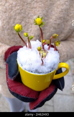 winterlings (eranthis hyemalis) in una tazza gialla, con i guanti Foto Stock