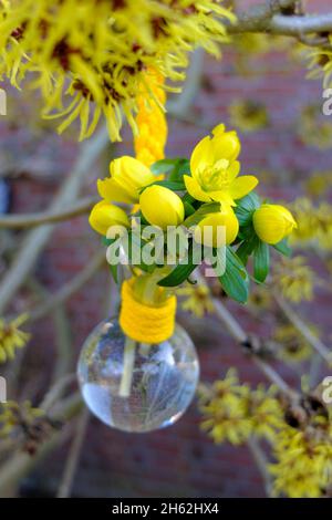 winterlings (eranthis hyemalis), bouquet di primavera in un piccolo vaso sulla nocciola della strega (hamamelis) Foto Stock