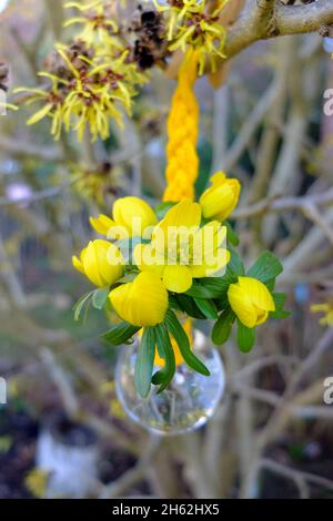 winterlings (eranthis hyemalis), bouquet di primavera in un piccolo vaso sulla nocciola della strega (hamamelis) Foto Stock