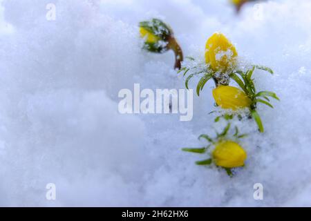 svernamenti (eranthis iemalis) nella neve Foto Stock