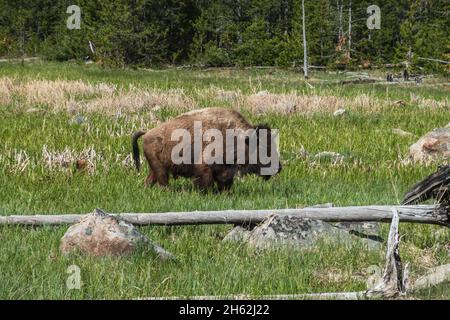 Un bisonte solato che pascola in un campo erboso Foto Stock