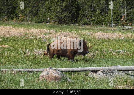 Un bisonte solato che pascola in un campo erboso Foto Stock