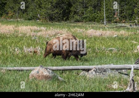 Un bisonte solato che pascola in un campo erboso Foto Stock