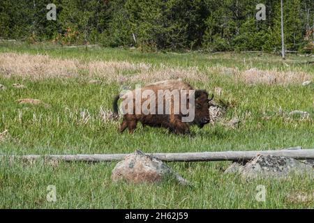 Un bisonte solato che pascola in un campo erboso Foto Stock