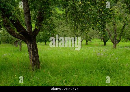 Vista di un albero di mele su un verde prato paesaggio nel giardino Foto Stock