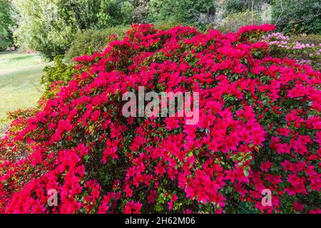 inghilterra,hampshire,foresta nuova,giardini di exbury,rododendro in fiore Foto Stock