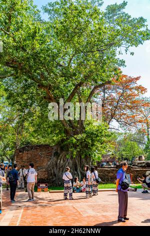 I turisti si fotografano di fronte all'albero con la testa del buddha fermamente ingrown, albero bodhi, albero di fichi,(ficus religiosa), wat mahathat, wat maha that, complesso del tempio buddista, costruito nel 1374 sotto re borommaracha i, ayutthaya parco storico, ayutthaya, thailandia, asia Foto Stock