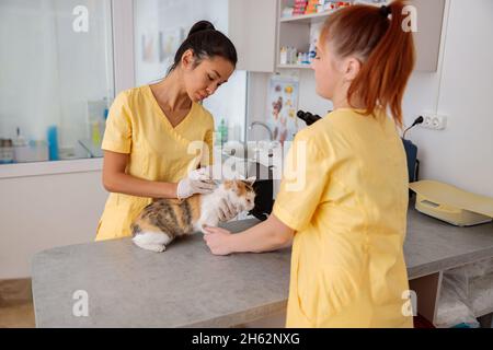 Veterinario donna che dà iniezione al gatto in ospedale animale Foto Stock