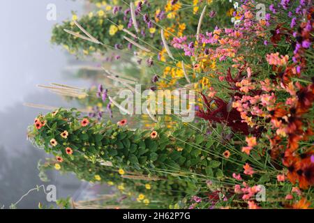 letto con gli occhi neri susanne, verbena bonariensis, snapdragons, erba e cappello di sole nella nebbia Foto Stock