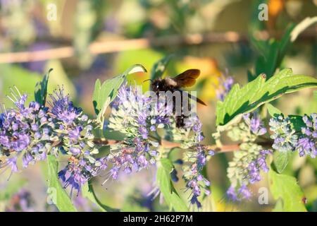 ape del carpentiere (xylocopa violacea) su fiore di bluebeard (caryopteris ã— clandonensis) Foto Stock