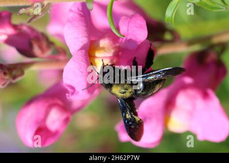 ape del carpentiere (xylocopa violacea) sul fiore del dentifragone (antirrhinum majus) Foto Stock