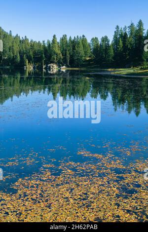 lago alpino federa vicino a croda da lago,particolare di riflessi nell'acqua,cortina d'ampezzo,belluno,veneto,italia Foto Stock